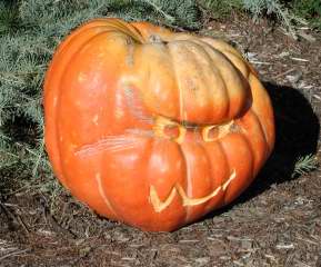 Mask, Nipomo Pumpkin Patch, carving idea